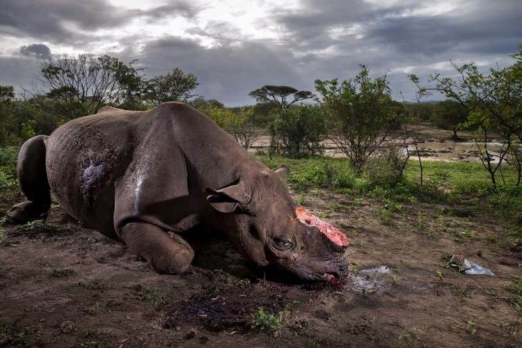 2017年度野生动物摄影大赛：被割角犀牛的照片拿了大奖