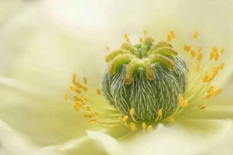 2018 年 IGPOTY 国际花园摄影比赛获奖作品欣赏