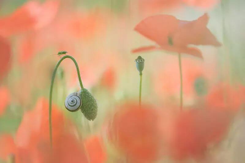 2018 年 IGPOTY 国际花园摄影比赛获奖作品欣赏