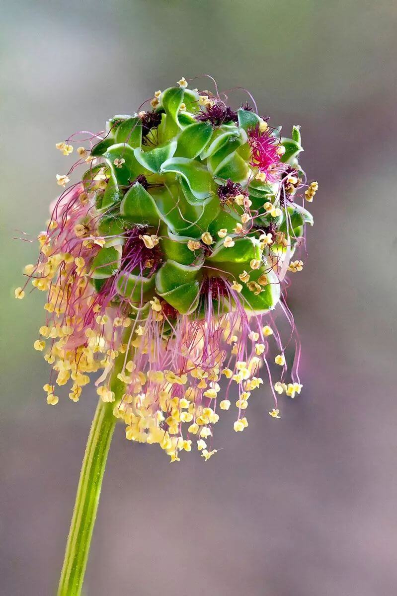 2018 年 IGPOTY 国际花园摄影比赛获奖作品欣赏