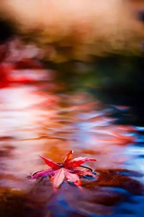 一叶知秋，20种方法拍出令人惊艳的秋叶！