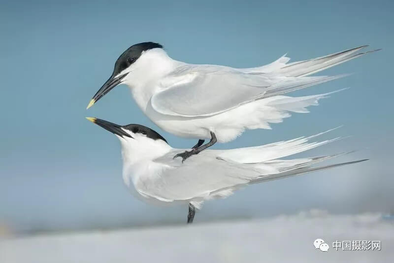 2018年度鸟类摄影师大赛获奖作品欣赏