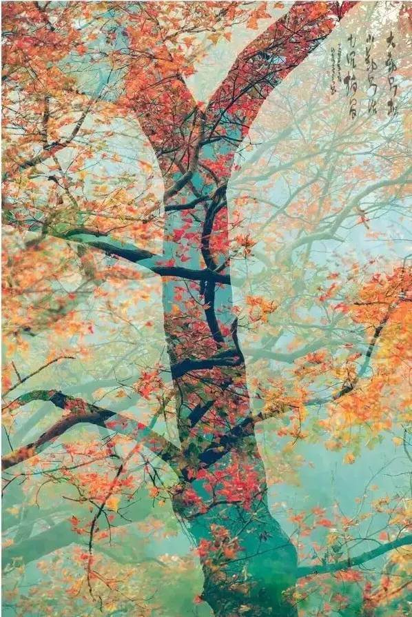 一叶知秋，20种方法拍出令人惊艳的秋叶！