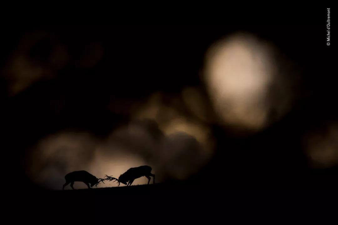 2018年度野生动物摄影师大赛颁奖 中国秦岭金丝猴照夺冠
