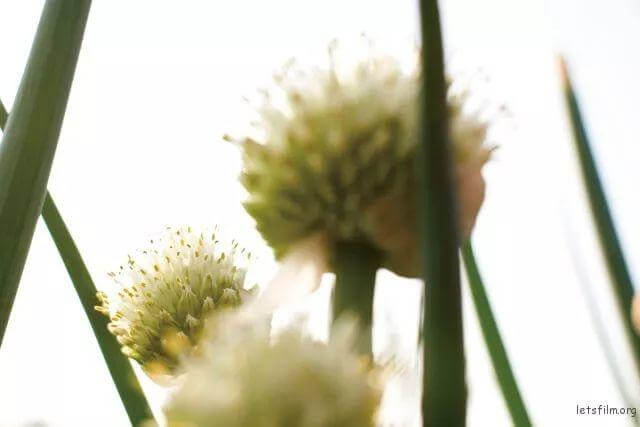 散景运用实例示范：拍出适当的前散景与后散景