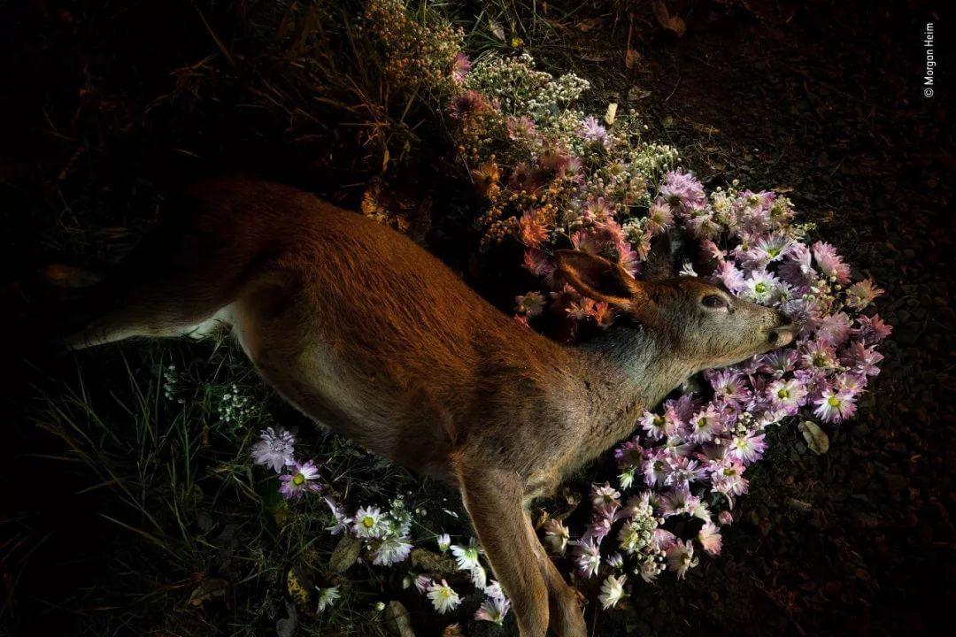 25张世界顶级野生动物照，道尽自然界的残酷与浪漫