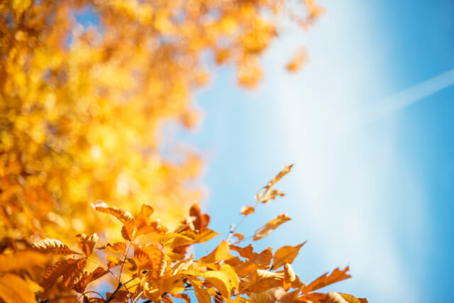 3大题材教你拍出最美秋天
