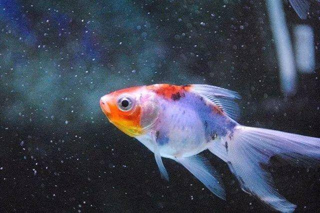 逐层布光+闪灯，给缸中鱼儿拍张大片