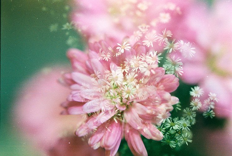 15个花卉拍摄必学技巧